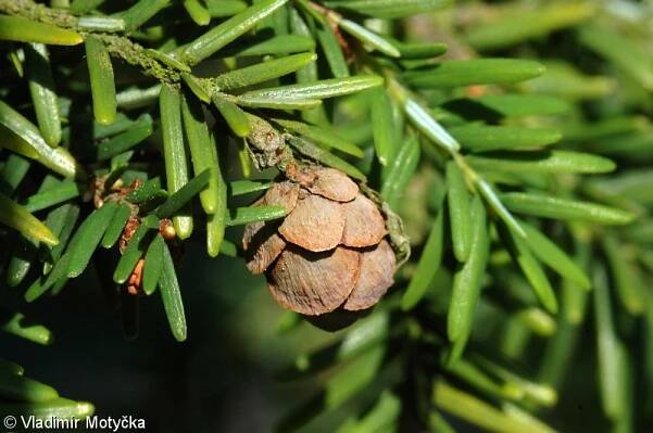 Tsuga canadensis – tsuga kanadská, jedlovec kanadský