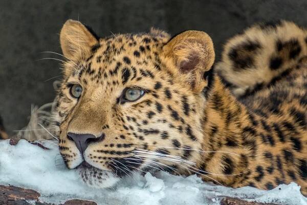 10 Critically Endangered Animal Species in the World - Animal Kingdom