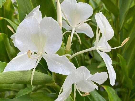late summer blooms | pbmGarden