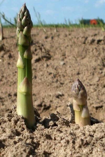 Two asparagus shoots coming up from a ridge in a field.