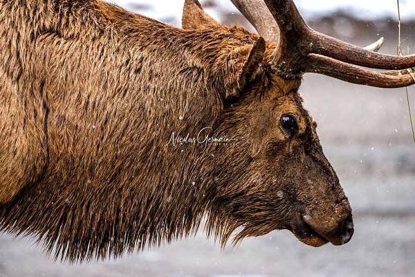 Wapiti sous la neige - Nicolas Germain, Spirit of USA