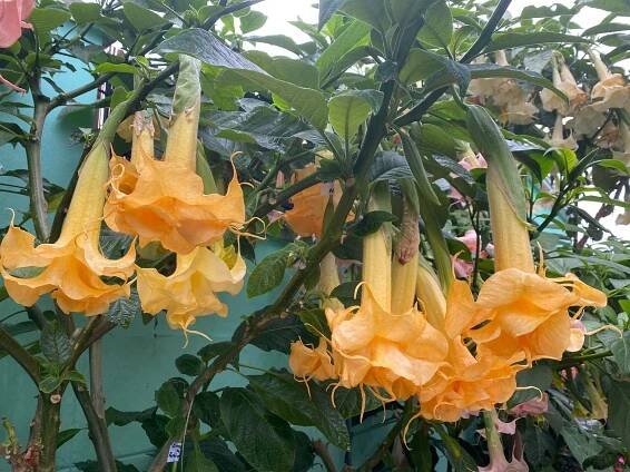 ZITRONENKÖNIG | Brugmansia