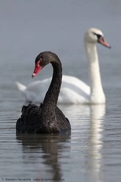 Labuť čierna (Cygnus atratus) – CHKO Ponitrie
