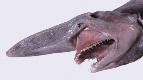 Hrozba z pravěku: žralok šotek připomíná vetřelce