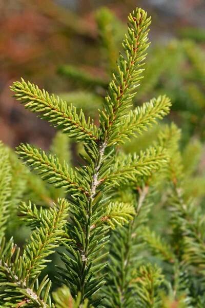 Closeup of bough of golden oriental spruce.