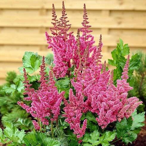Astilbe chinensis 'Visions'