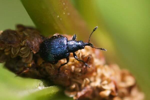 Snout beetles, weevils (Curculionoidea in the garden.