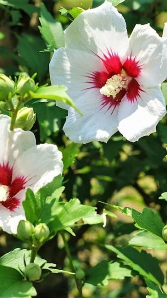 V našich podmínkách nejlépe prospívá opadavý ibišek syrský (Hibiscus syriacus), velmi zajímavý dekorativní keř původem z Asie. 