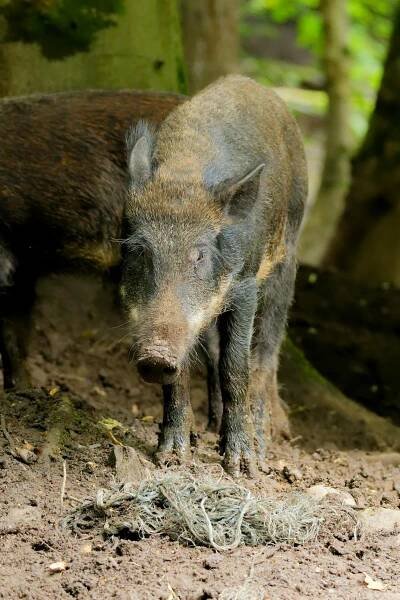 bezplatná Základová fotografie zdarma na téma bahno, biodiverzity, divočák Základová fotografie