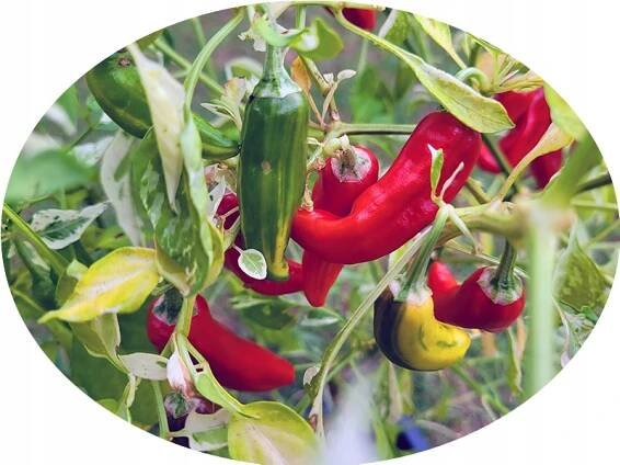 Fish nádherná ozdobná jedlá pálivá chilli paprička barevné ovoce semena Druh Capsicum chinense