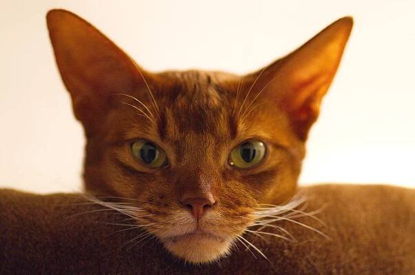 Best Cat Food for Abyssinians: What They Like to Eat - Choosey Cats