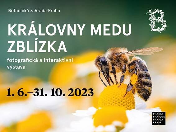 KRÁLOVNY MEDU ZBLÍZKA — výstava včel v botanické zahradě v Troji
