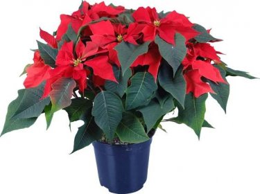 Vánoční hvězda červená průměr květináče cca 21 cm koupit v OBI