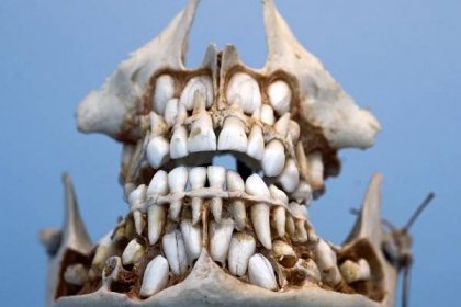 Soubor:Vývoj zubů v dětské lebce.jpg – Wikipedie