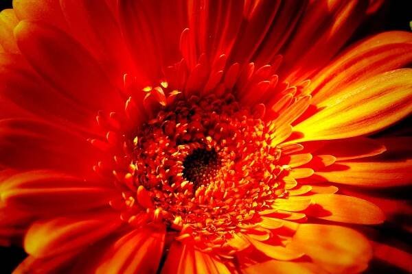 Gerbera, Květinová Tapeta