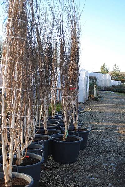 Trees, white birch babylon plant nursery oxfordshire