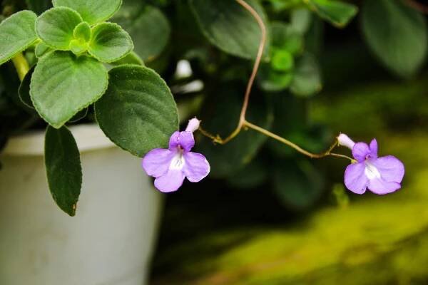 streptocarpella saxorum na zahradě. - streptocarpus - stock snímky, obrázky a fotky