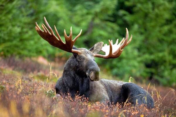 Moose Wallpaper