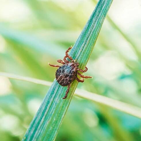 Why Are There So Many Ticks Right Now, and What Diseases Are They Spreading?