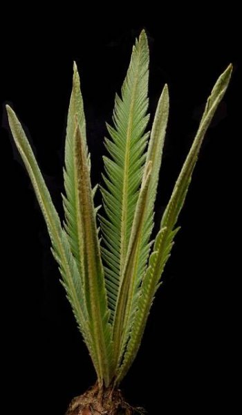 Intro to Cycads - Montgomery Botanical Center
