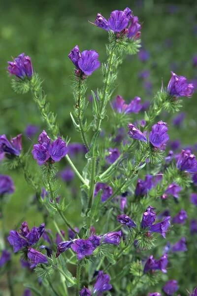 Soubor:Echium plantagineum S-2148.jpg – Wikipedie