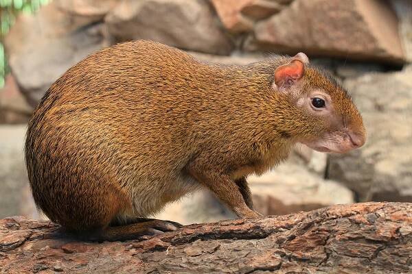 Azara’s agouti - ZOO - Gdański Ogród Zoologiczny
