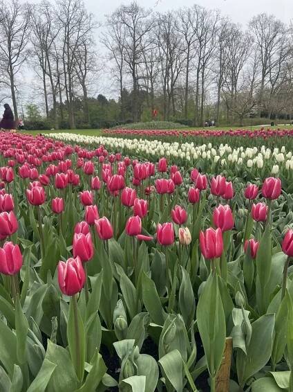 Keukenhof photos: park in bloom - Holland Explorer