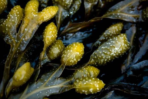 Arctic wrack