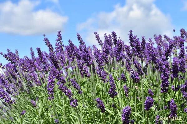 lavender flowers in the foreground with blue sky and clouds in the backgroud