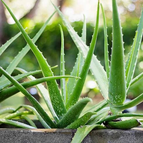 Aloe Vera | Pokojové rostliny | Okrasné rostliny | Sieberz, zásilkové zahradnictví