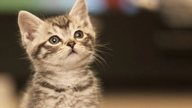 nombres de gatos populares