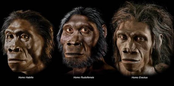 Происхождение человека от обезьяны – факт, гипотеза или миф? – Разумный замысел