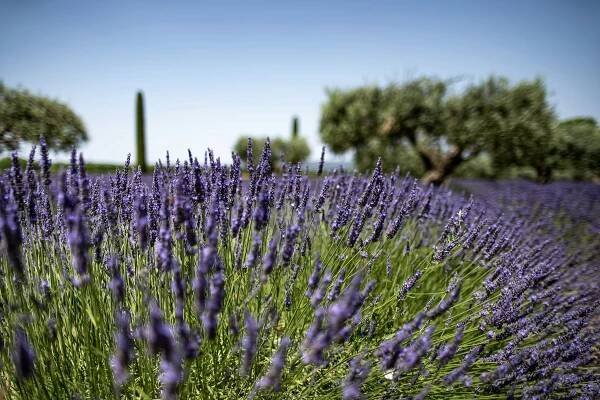 Provence – France | Tom Lamm