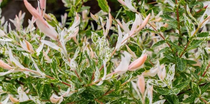 Vrba celolistá, japonská vrba (Salix integra) 'Hakuro Nishiki' 