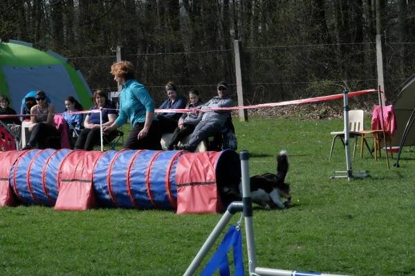 Závodů agility O Kutnohorský groš se na kutnohorském kynologickém cvičišti účastnilo osmdesát týmů z celé republiky - Kutnohorské