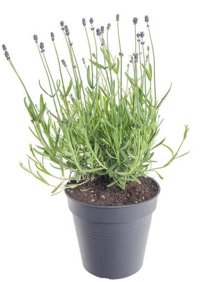 Levandule lekařská, Lavandula Felice, modrá, skladem | ZAZUMi.cz