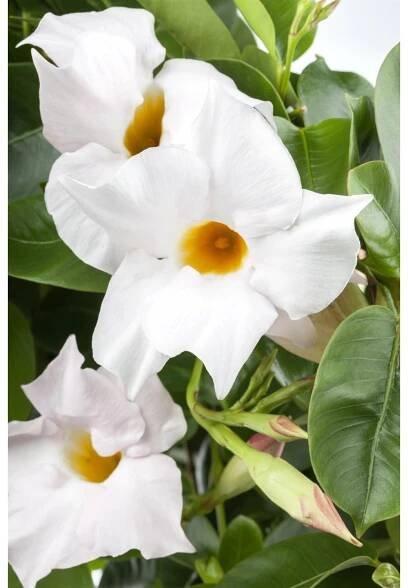 GROW by OBI Dipladénie (Mandevilla sanderi) pyramida bílá cca pr. 24 cm