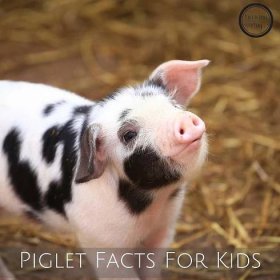 12 Piglet Facts For Kids