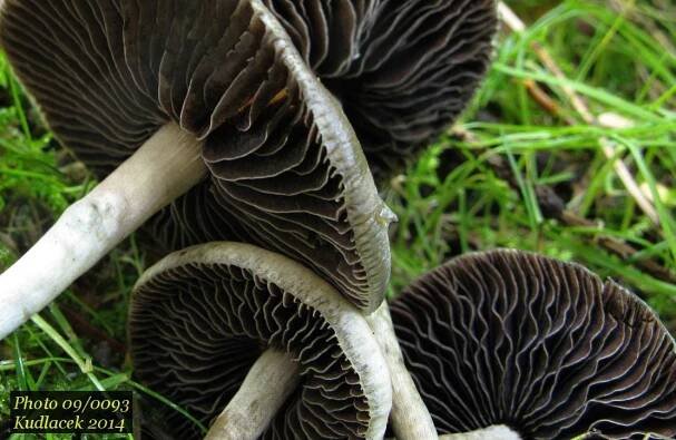 Lysohlávka tajemná česká - Psilocybe serbica var. bohemica - Kudluv fotoatlas hubKudluv fotoatlas hub