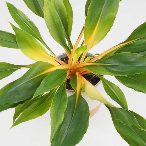 Zelenec / Chlorophytum orchidastrum ‘Fire Flash’