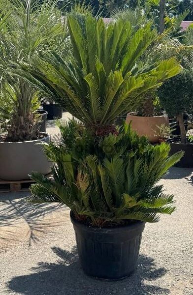 CYCAS REVOLÚTA / Multikmeň / 80cm / výška 190cm | Olivovníky, citrusy, palmy