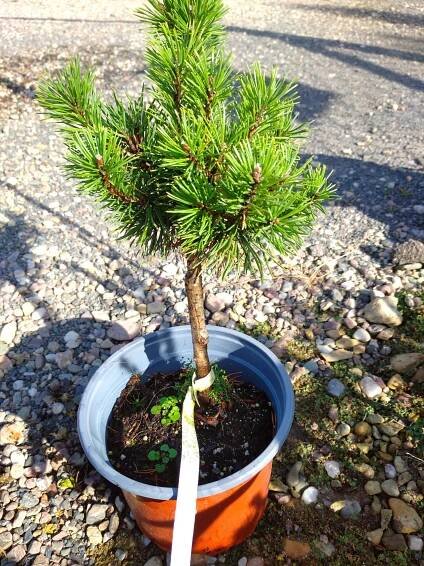 Borovice kleč - pinus mugo ´Mops´