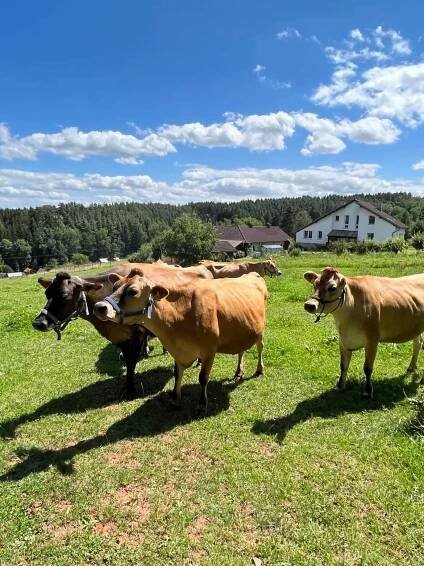 Soukromá veterinární klinika Věry Samohýlové v Lomnici nad Popelkou zabezpečuje širokou škálu činností v oblasti preventivní