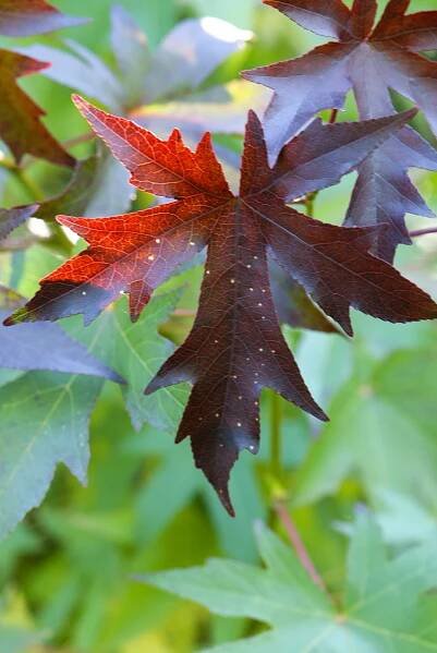 Ambroň západní Worplesdon (Liquidambar styraciflua)