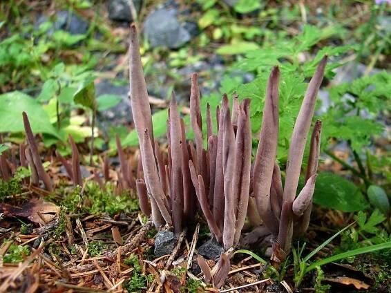 Kyjanka purpurová - Alloclavaria purpurea | www.ohoubach.cz