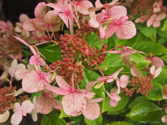 Hortenzie latnatá Switch Ophelia (Hydrangea paniculata), květy, květenství