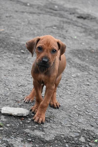Rhodéský Ridgeback bez PP