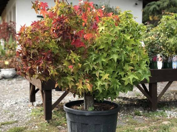 Ambrovník styraxový ́Gum Ball ́, Liquidambar styraciflua ́Gum Ball ́,kont.70l