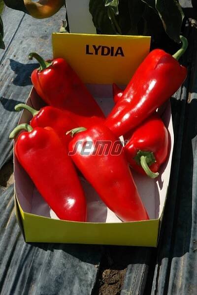 PROFI, Zelenina SEMO - Paprika roční Lydia, p2511
