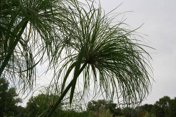 Papyrus, Cyperus papyrus